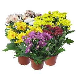 Хризантема   