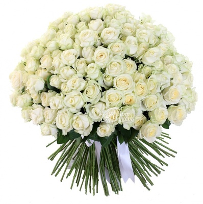 БЕЛЫЕ РОЗЫ 101 