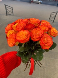 розы хай-меджик 